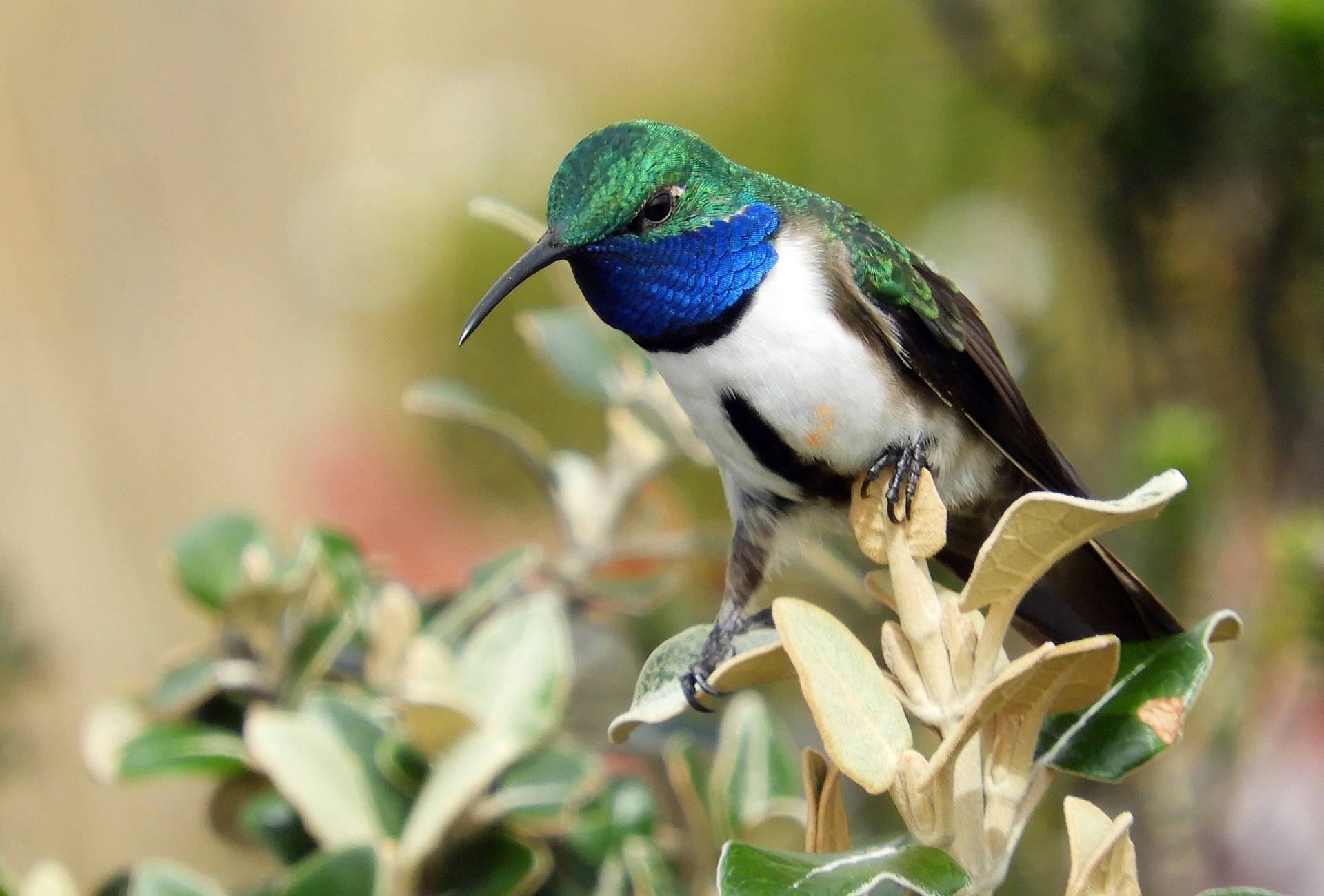 The Blue-throated Hillstar in Ecuador, by Paul Molina Photography