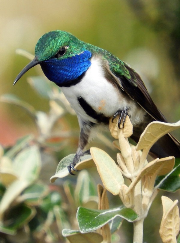 The Blue-throated Hillstar in Ecuador, by Paul Molina Photography