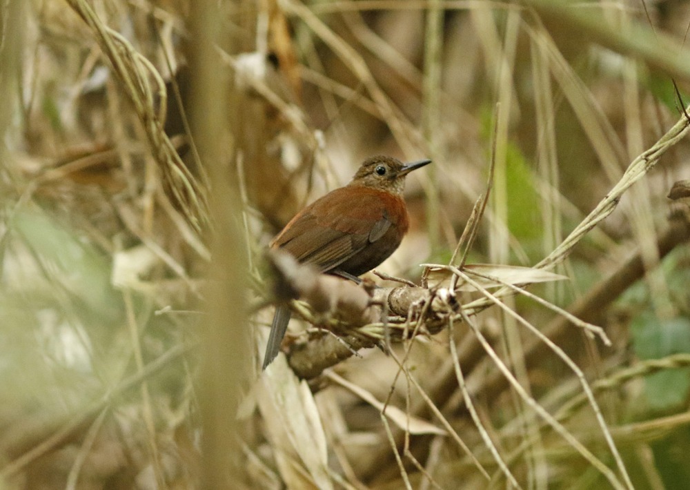 Ceara Leaftosser