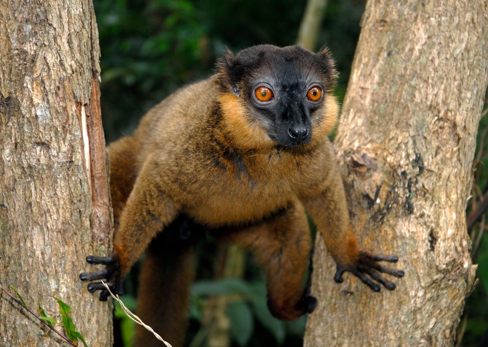 Collared Brown Lemur, by Coulanges