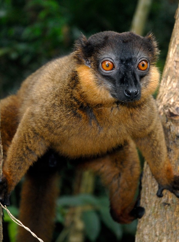 Collared Brown Lemur, by Coulanges