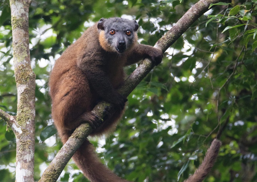 Collared Brown Lemur (Eulemur collaris), by Nitidae