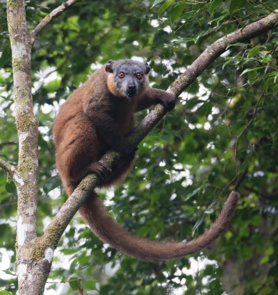 Collared Brown Lemur (Eulemur collaris), by Nitidae