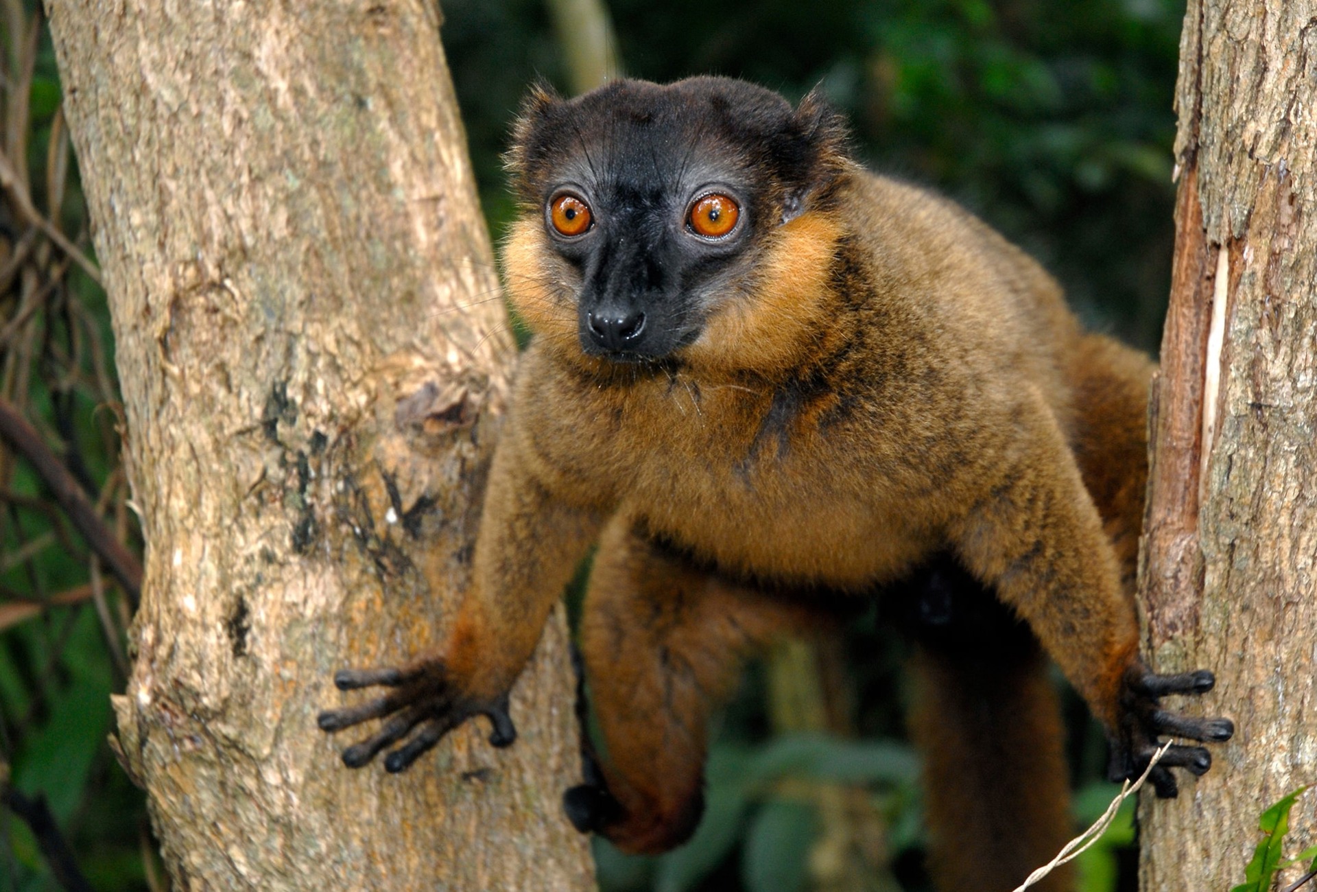 Collared Brown Lemur of Madagascar, by Coulanges