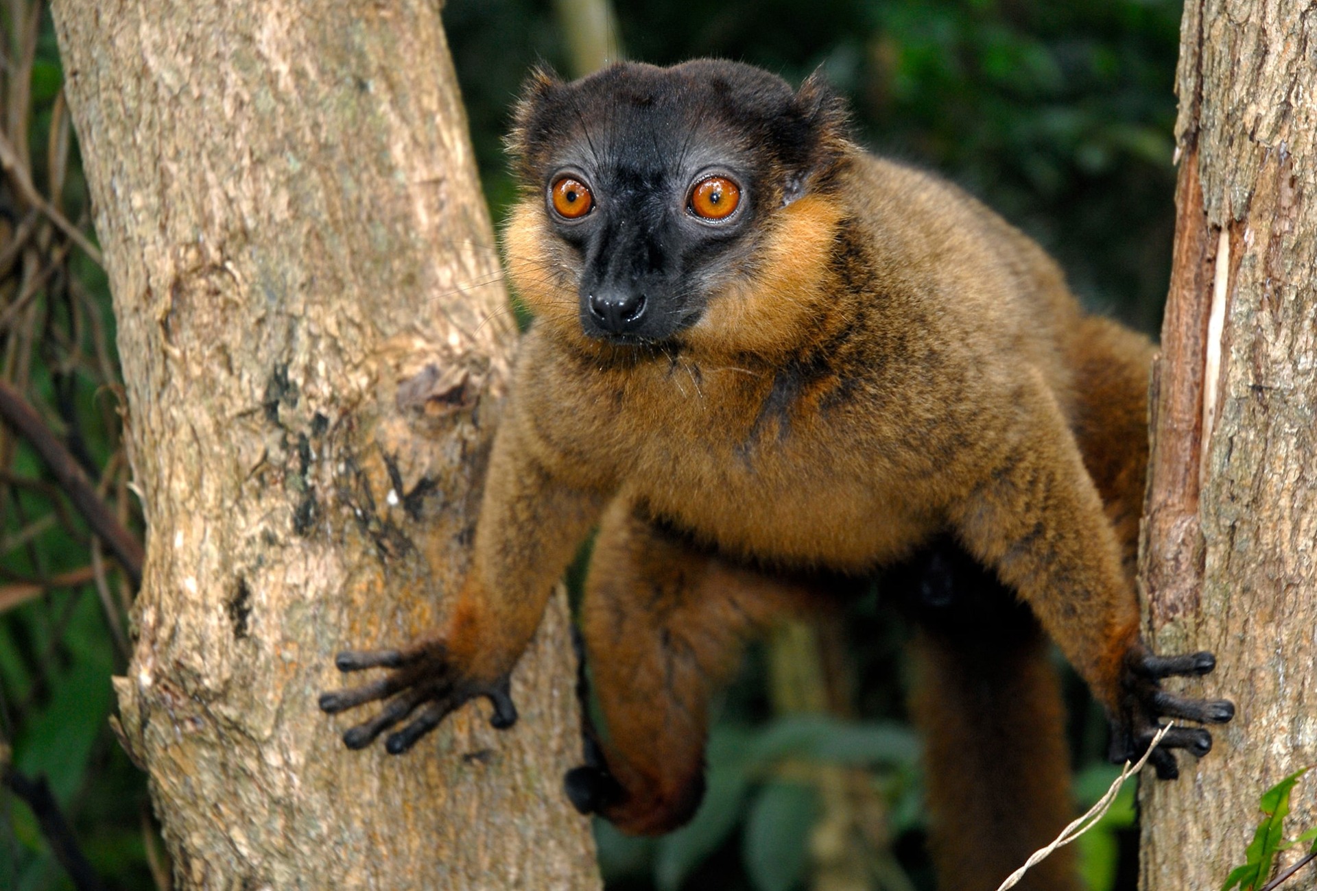 Collared Brown Lemur of Madagascar, by Coulanges