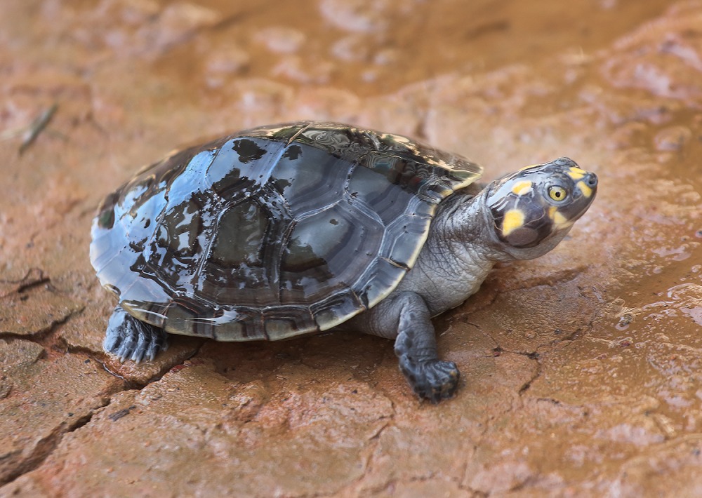 Yellow-spotted River Turtle, by George Jett