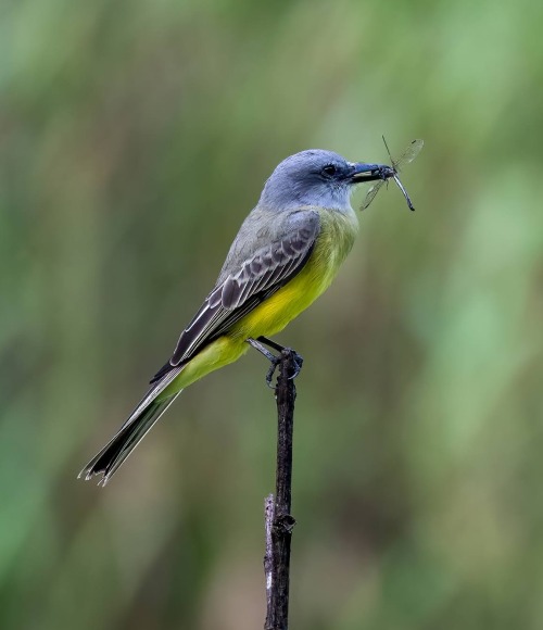 The Tropical Kingbird, photo by Jes Lefcourt