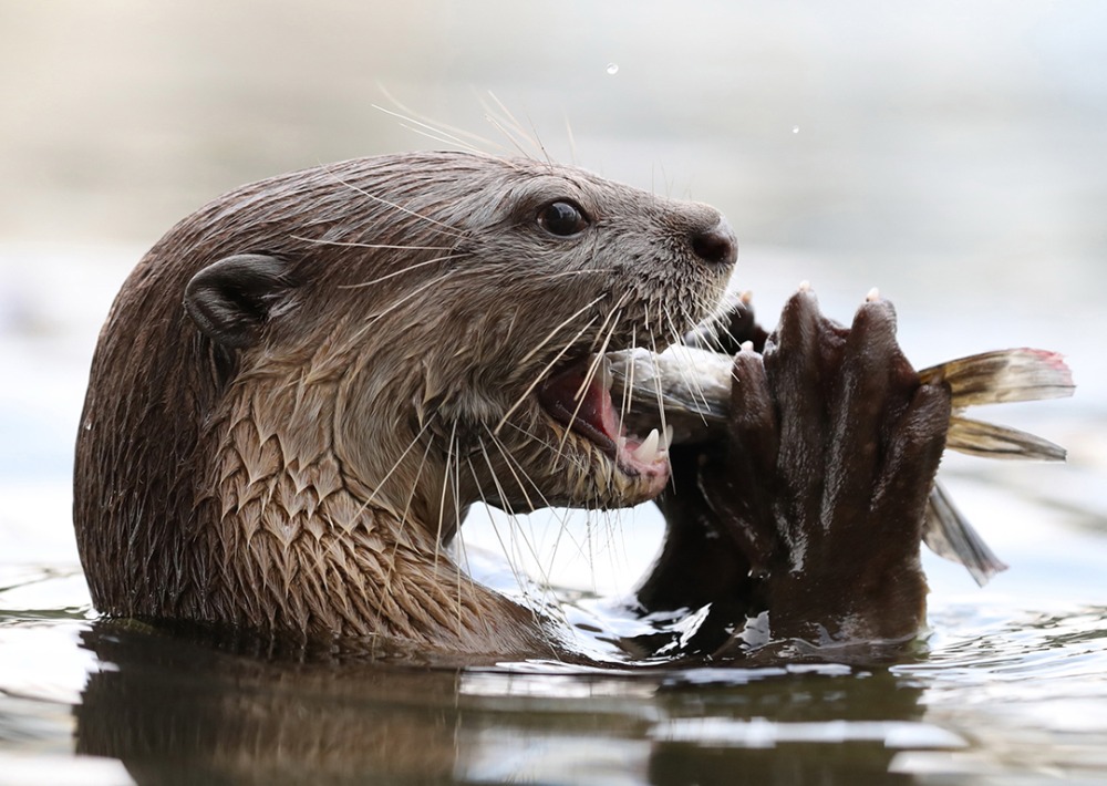 Giant Otter eating a fish