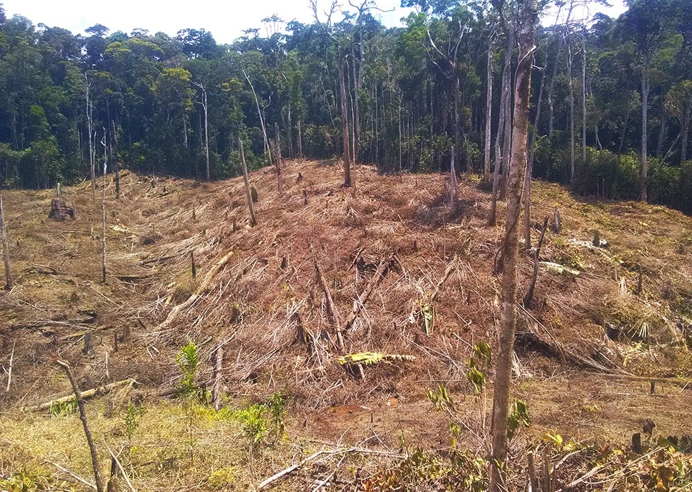 Deforestation in Beampingaratsy Forest, by Nitidae