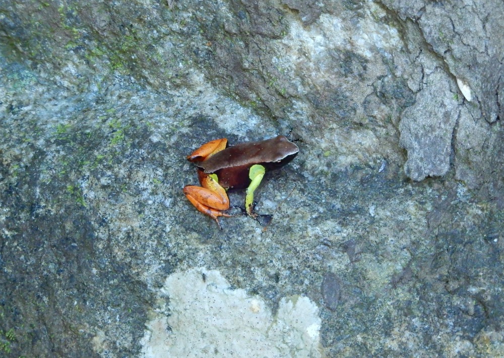 Haraldmeier's Mantella, by Nitidae