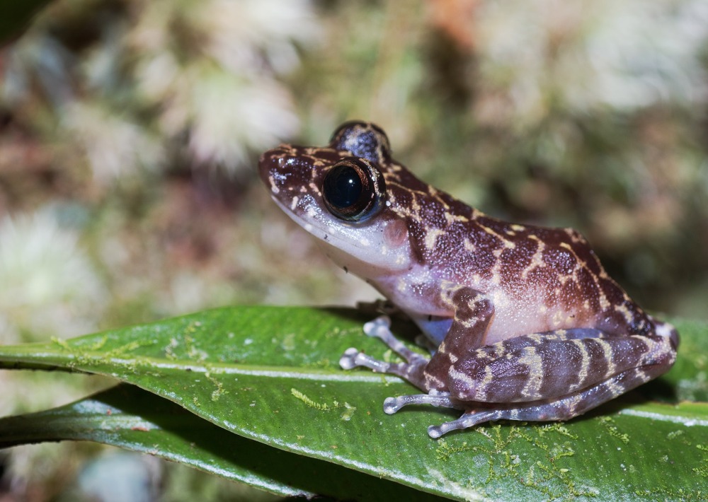 The Spinomantis brunae, by Nitidae