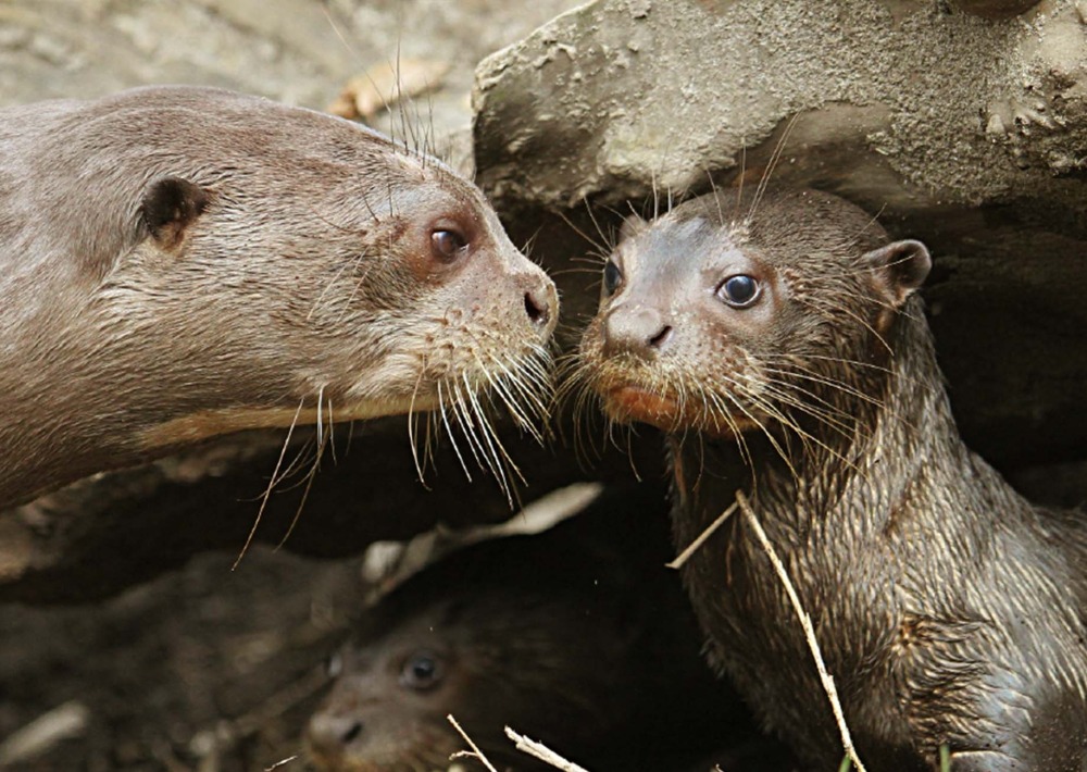 The Endangered Giant Otter, by Zoofanatic/Flickr