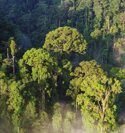 Rainforest from an aerial view.
