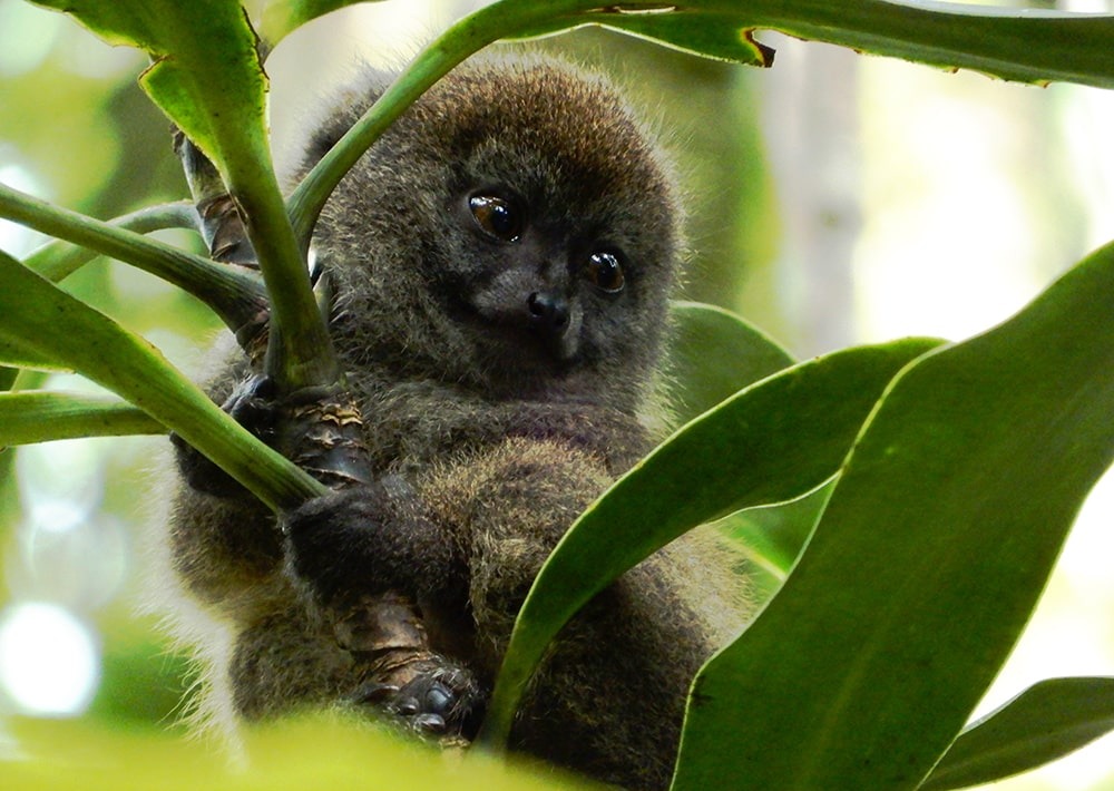 Southern Lesser Bamboo Lemur, (Hapalemur meridionalis), by Nitidae