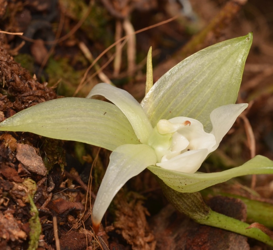 Dracula Orchid blooming on the forest floor