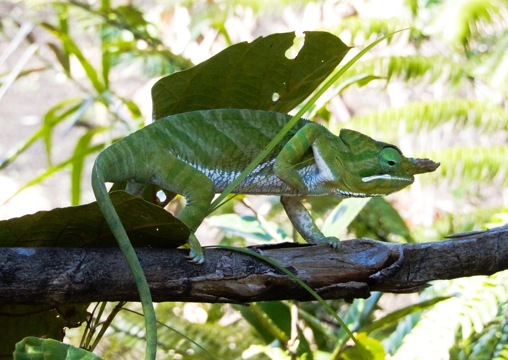 The Two-banded Chameleon (Furcifer balteatus), by Nitidae