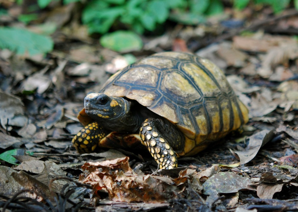 Yellow-footed Tortoise, by Geoff Gallice