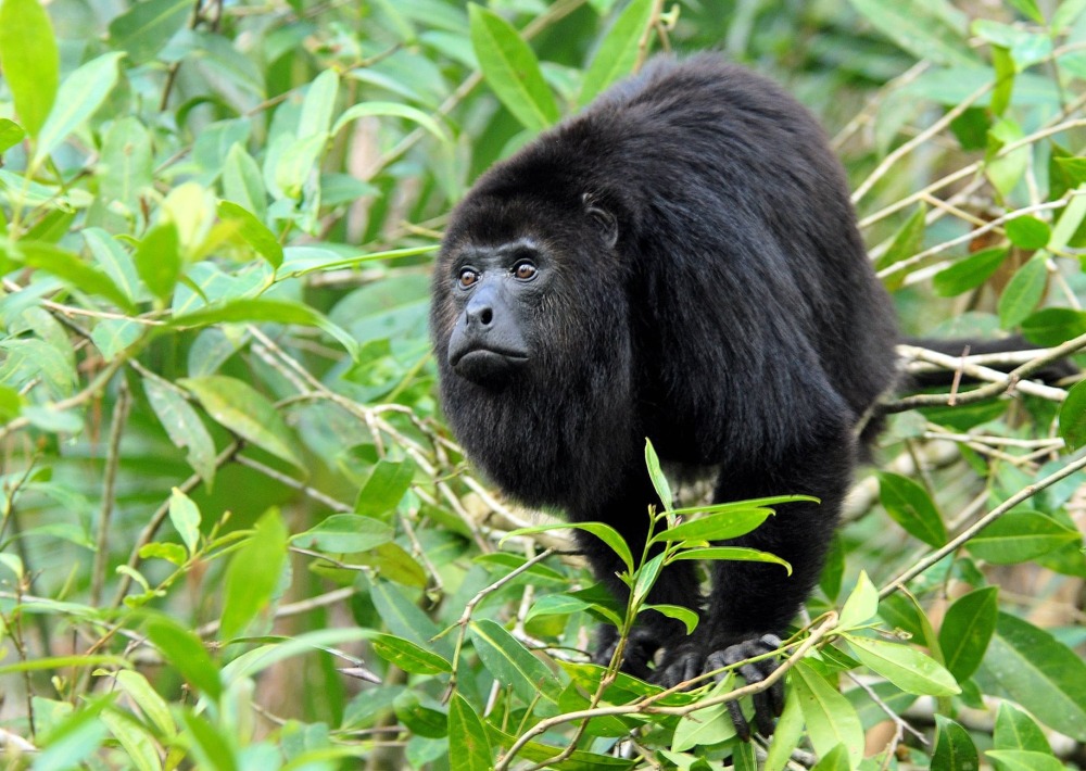Yucatán or Guatemalan Black Howler Monkey, by Dave Johnso/Wikimedia CC