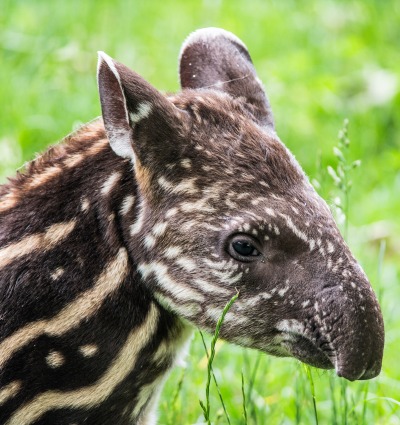 Baby South American Tapir, also called Brazilian Tapir or Lowland Tapir, by Nick Fox