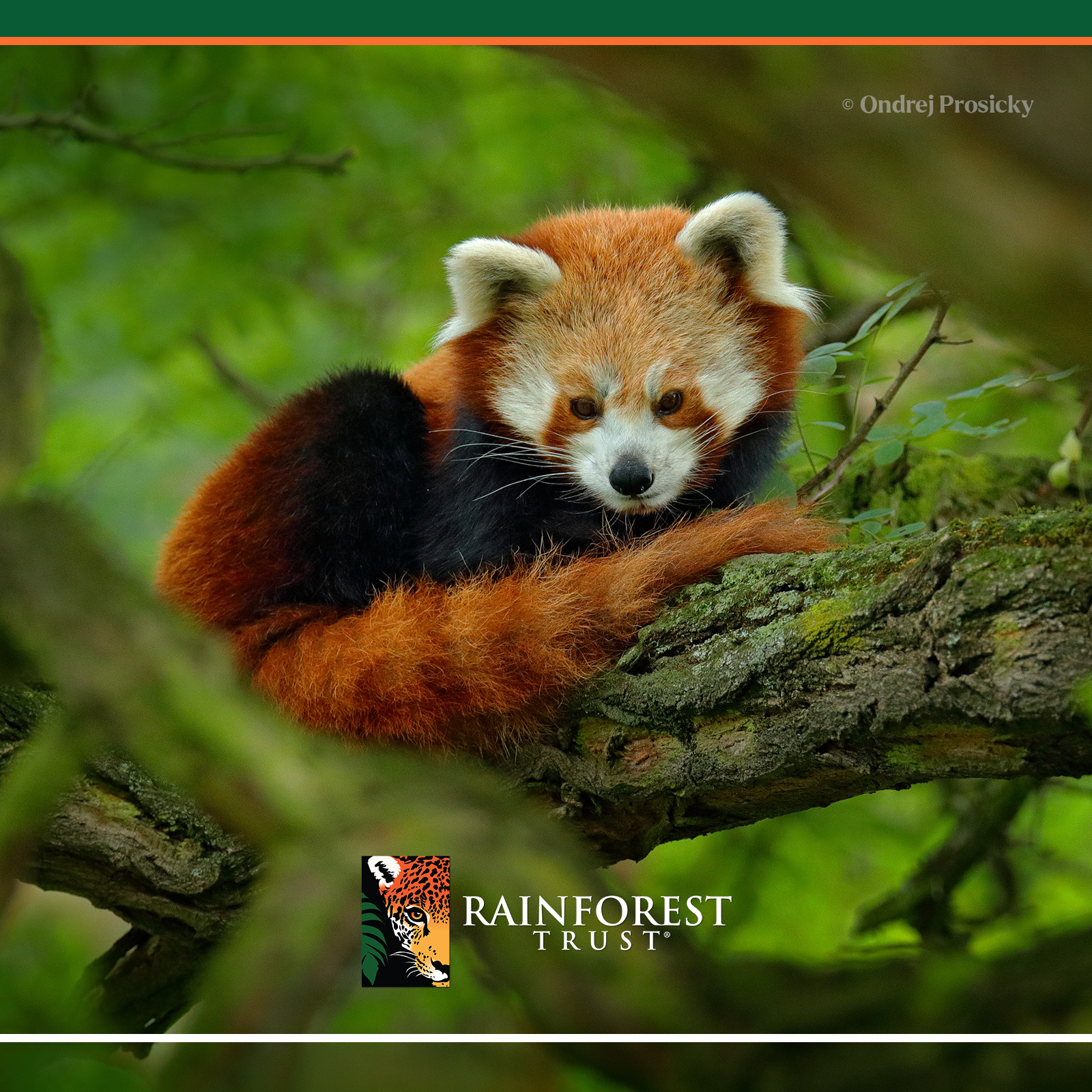 Backgrounds – Rainforest Trust