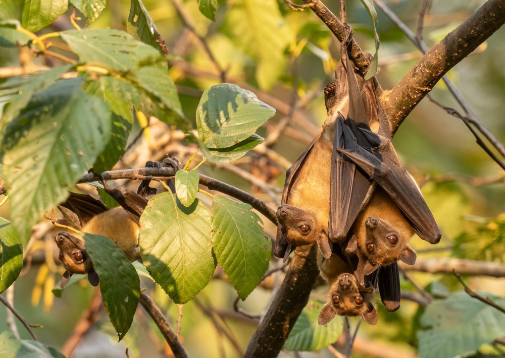 Straw-coloured Fruit-bats, by David Havel