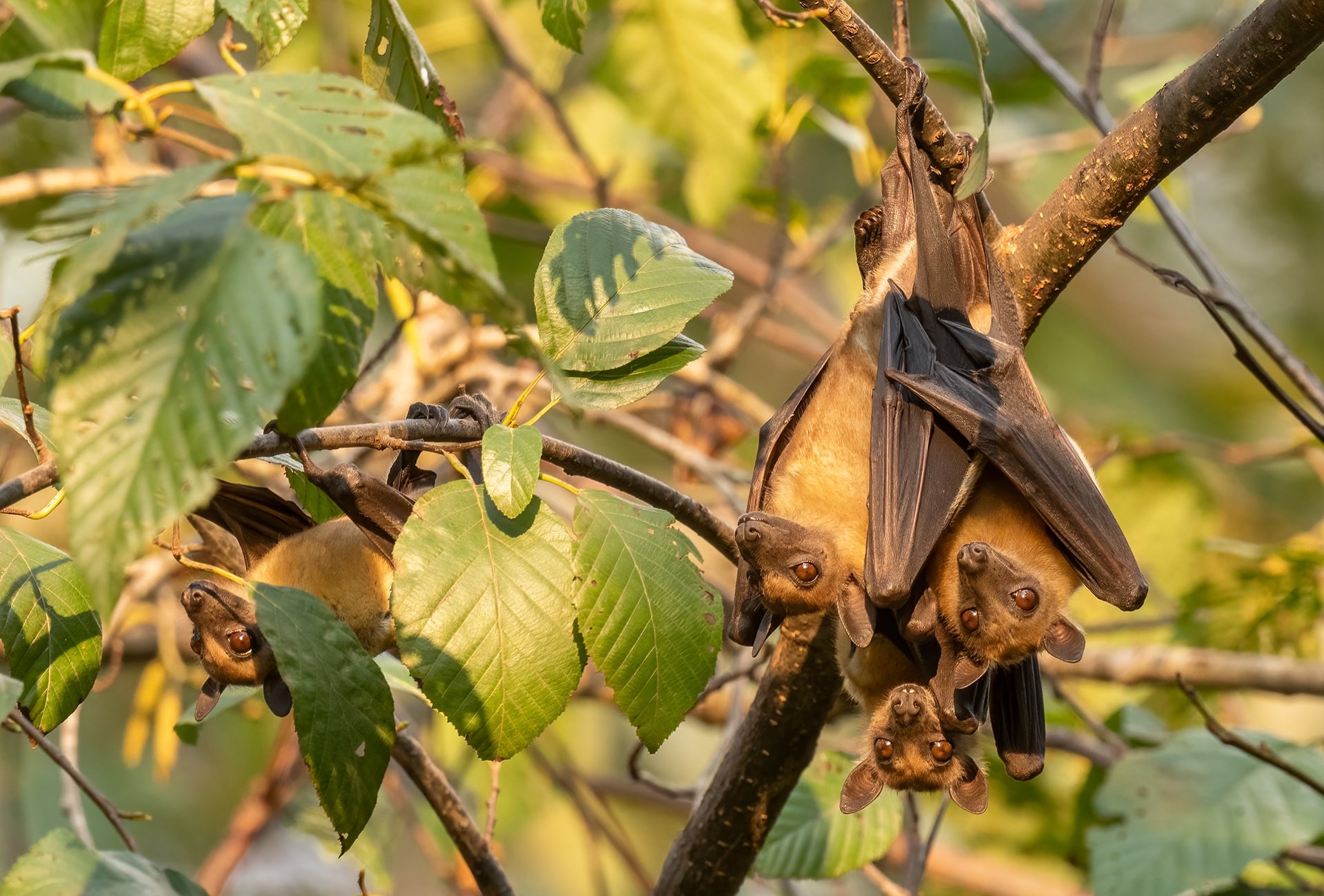 Zambia, Straw-coloured Fruit-bats, by David Havel