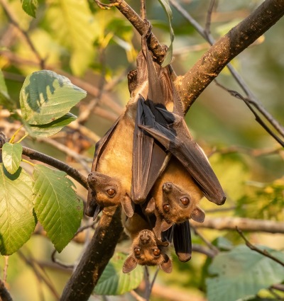 Zambia, Straw-coloured Fruit-bats, by David Havel