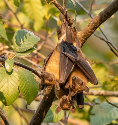 Zambia, Straw-colored Fruit Bat, by David Havel