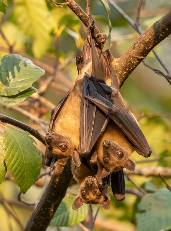 Zambia, Straw-coloured Fruit-bats, by David Havel