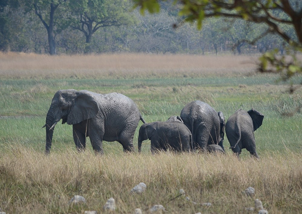 African Savanna Elephants, by Kasanka Trust Ltd