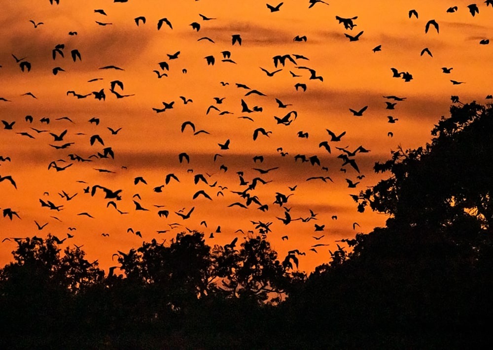 Fruit-bats flying, photo by Kasanka Trust Ltd