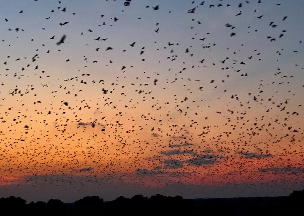 Fruit-bats flying, photo by Kasanka Trust Ltd