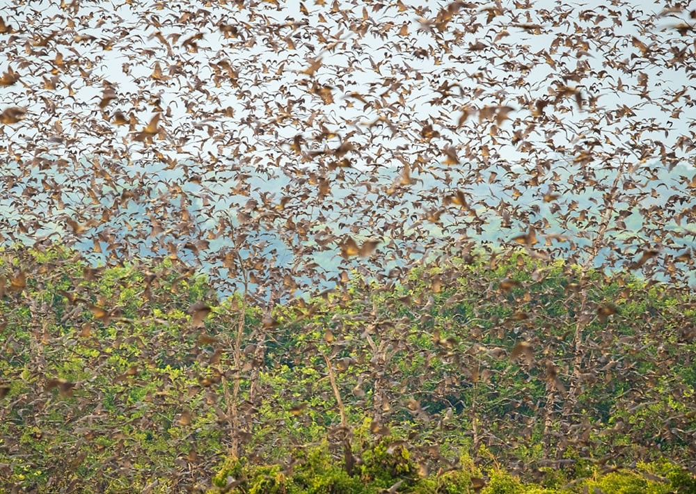 Fruit-bats, photo by Kasanka Trust Ltd