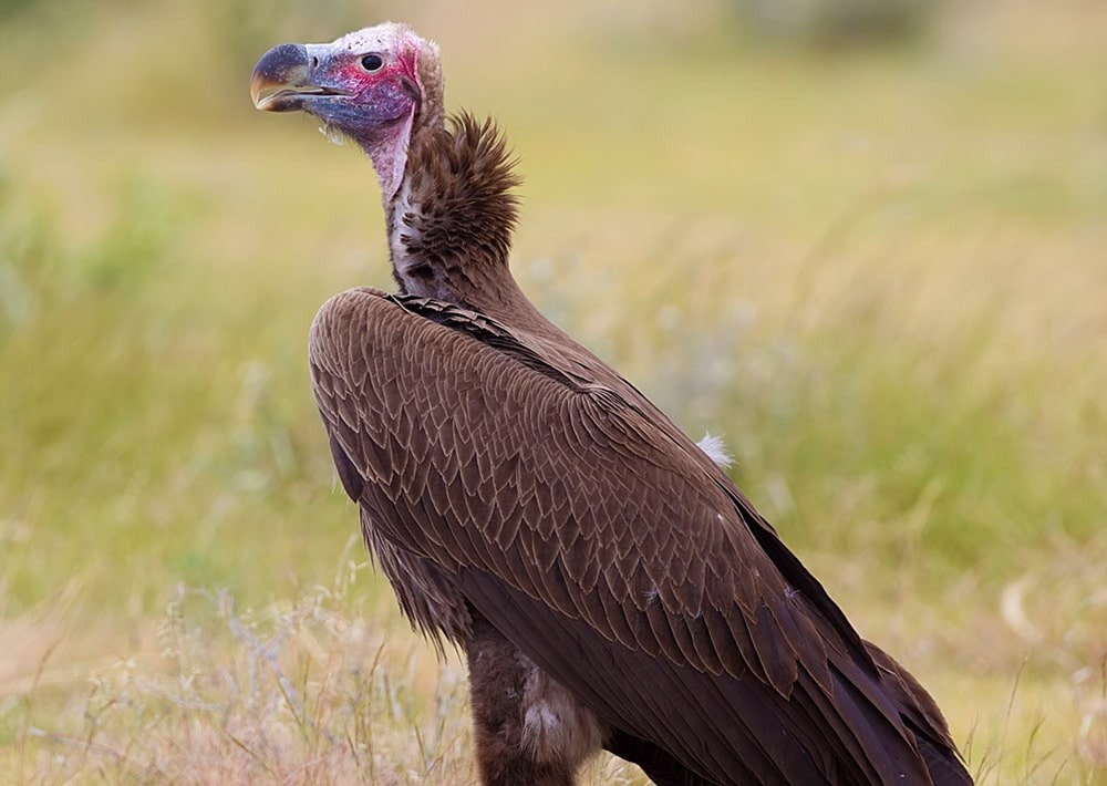 Lappet-faced Vulture, by Yathin SK/Wikipedia