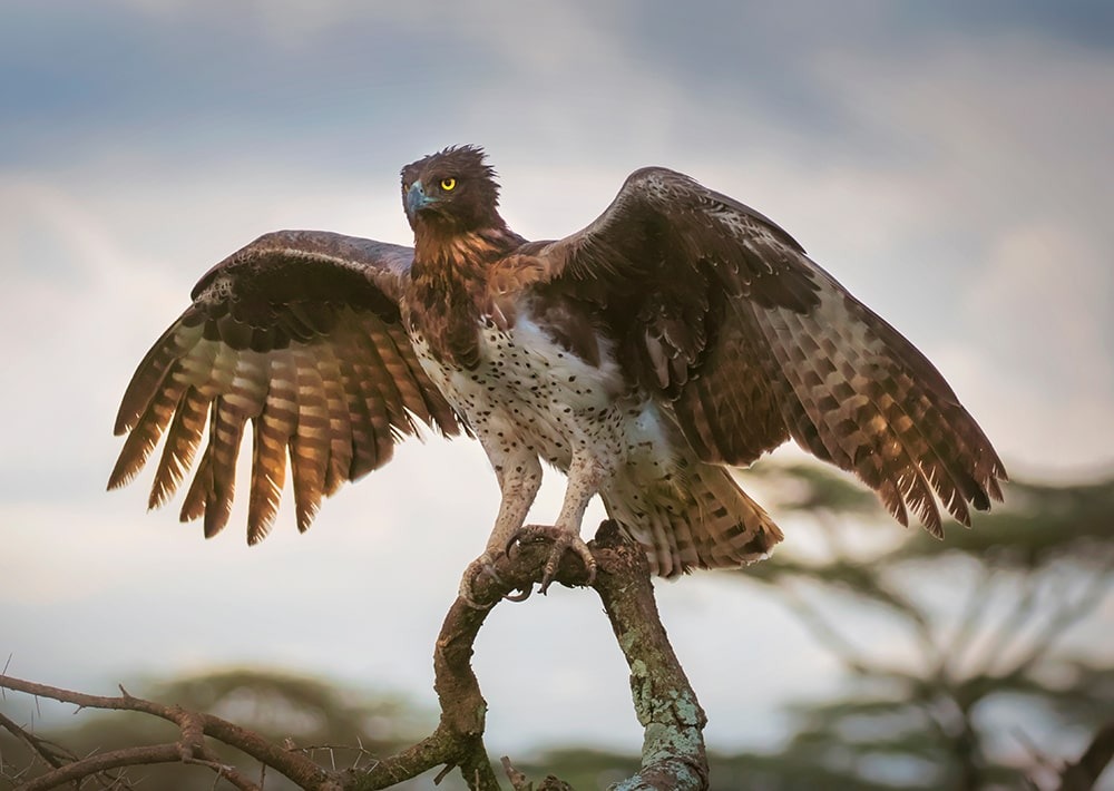 Martial Eagle, by Theodore Mattas