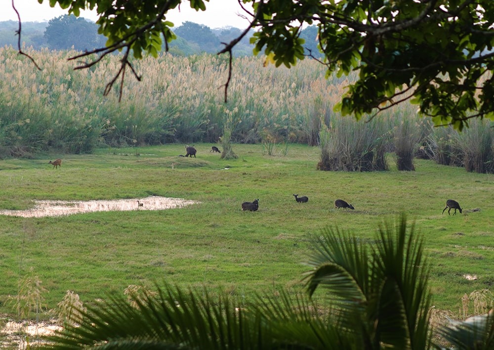 Sitatungas, photo by Kasanka Trust Ltd