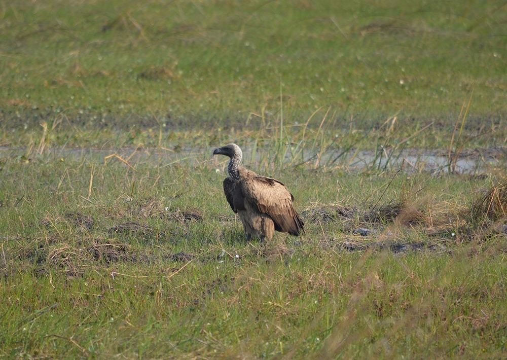 White-backed Vulture, by Kasanka Trust Ltd