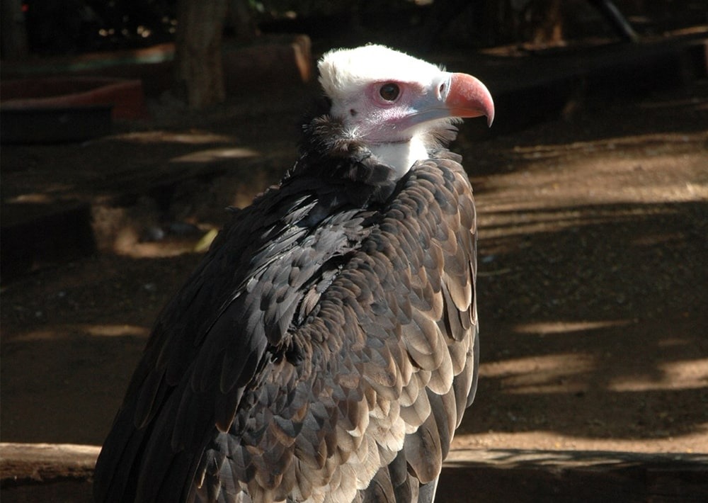 White-headed Vulture, by Stephen Jones