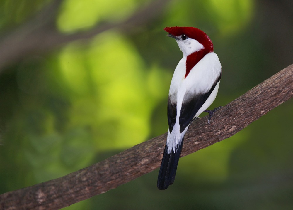 The Araripe Manakin or "Little Soldier Bird," by Agami Photo Agency