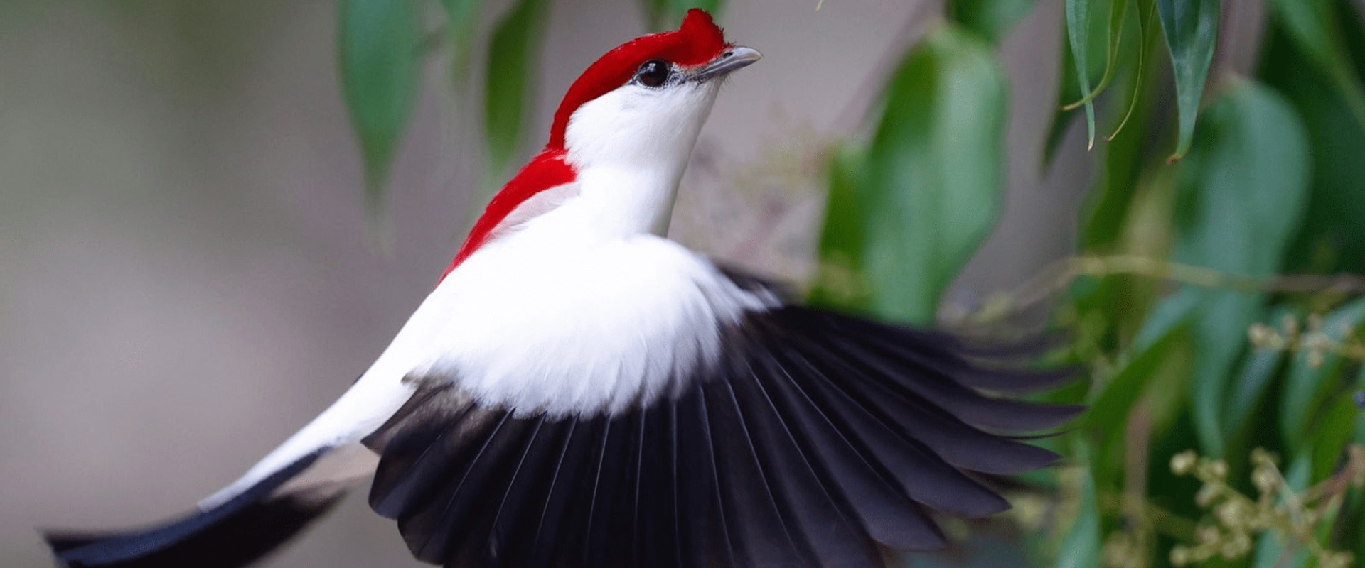 The Araripe Manakin or "Little Soldier Bird," by AQUASIS