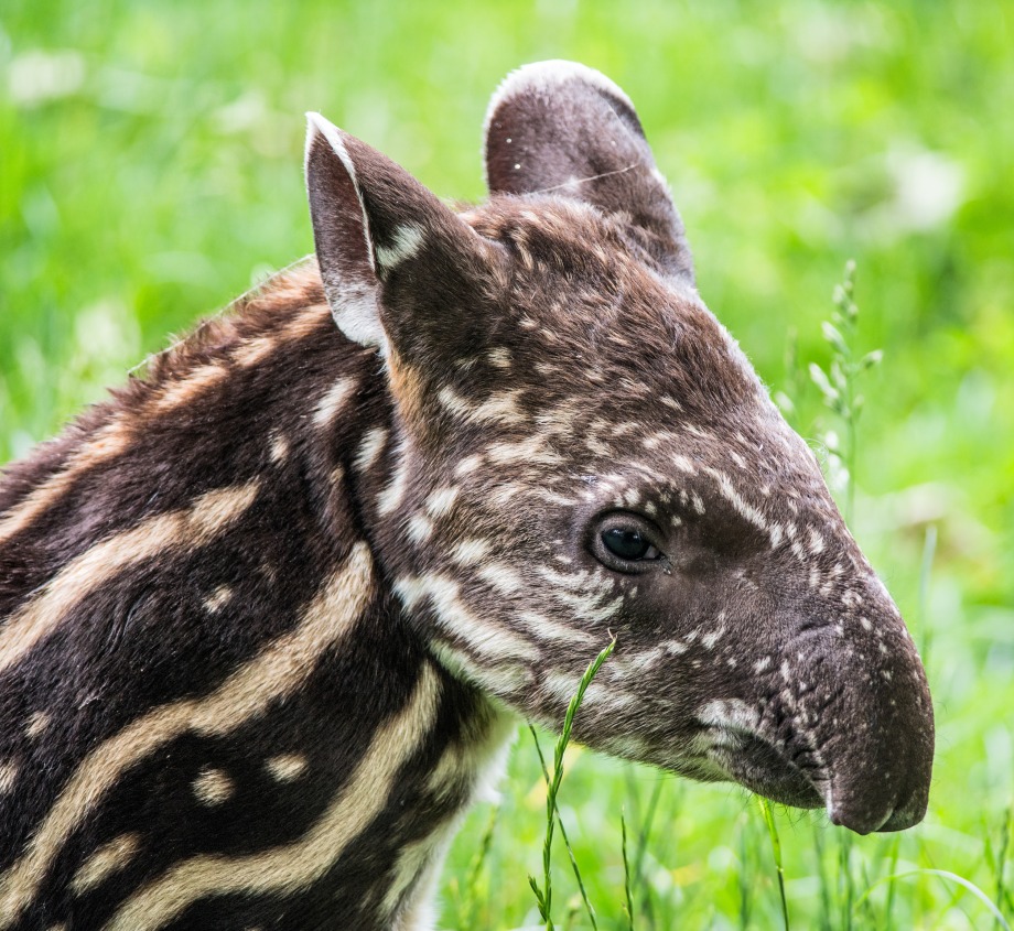 Baby South American Tapir, also called Brazilian Tapir or Lowland Tapir, by Nick Fox