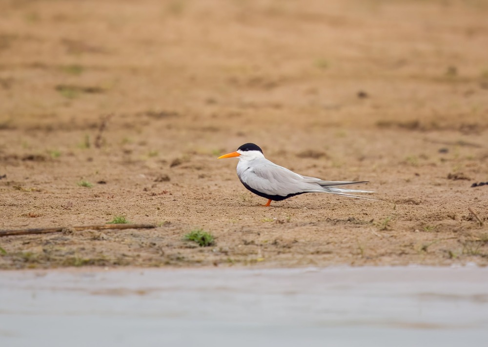 Black-bellied Tern, by mihirjoshi