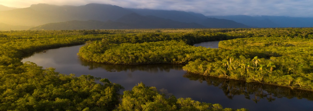 The Brazilian Amazon rainforest