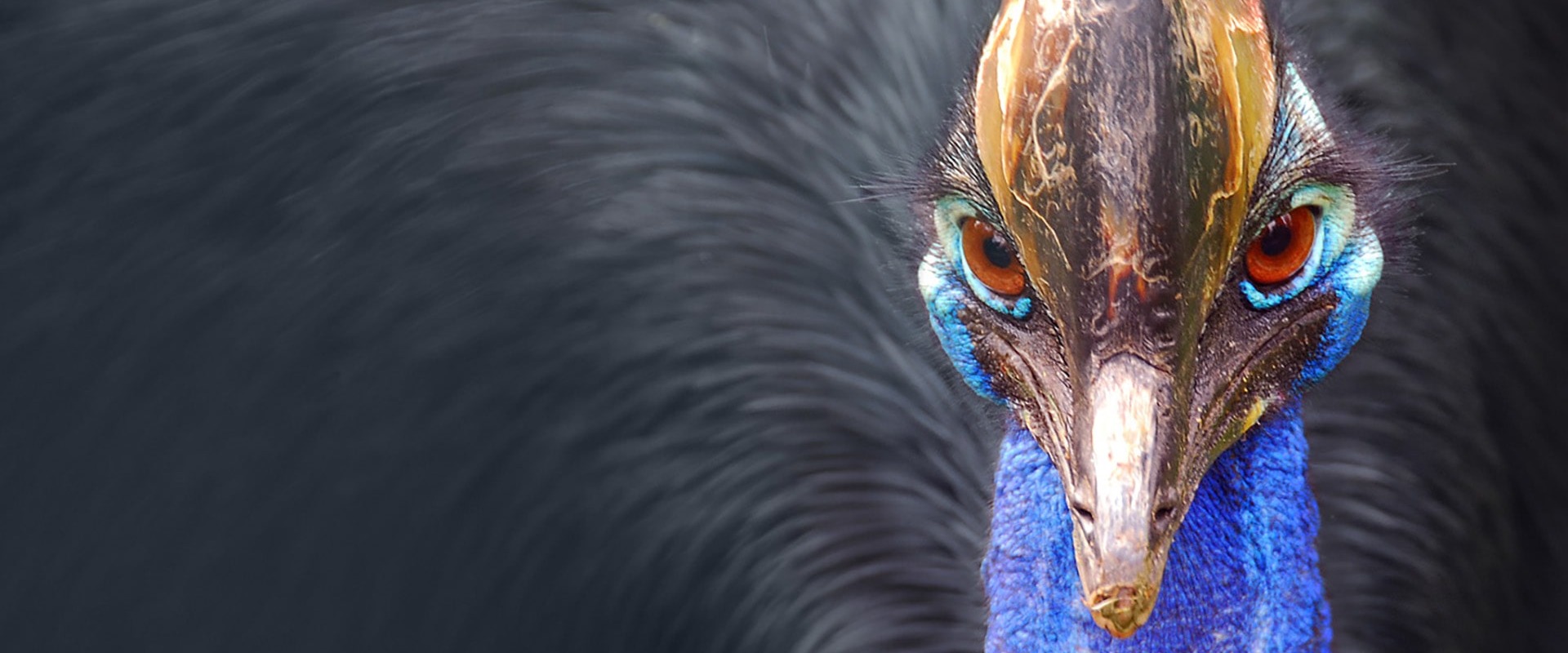 Cassowary by Paul IJsendoorn/Flickr