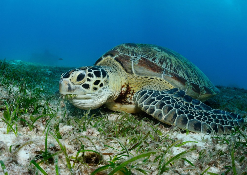 A Green Sea Turtle eats sea grass in the Philippines, by Oksana Golubeva