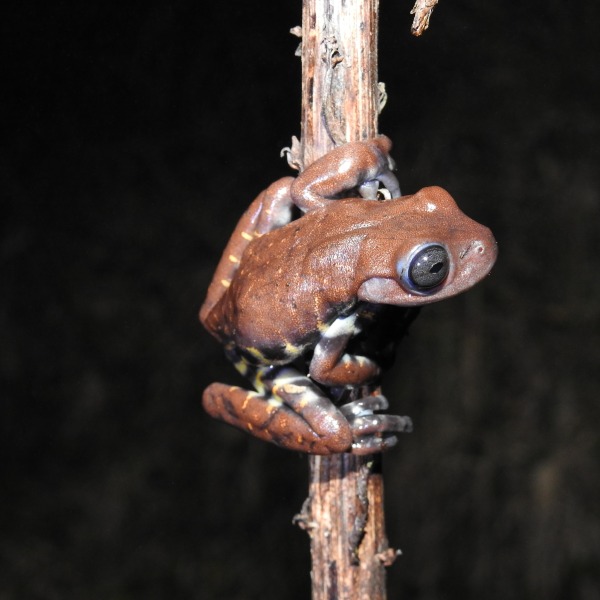 Chocolate Frog on a twig