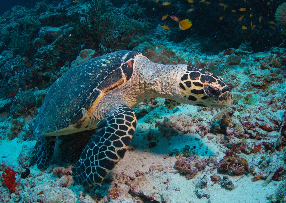 Hawksbill Turtle, by Tchami