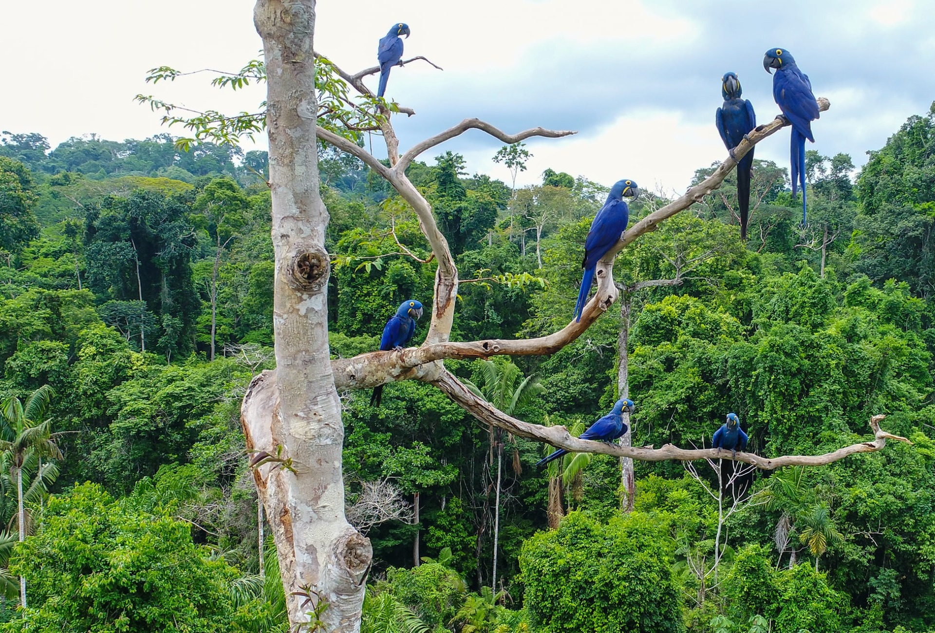 Hyacinth Macaws in the Brazilan Amazon, by Tarcisio Schnaider