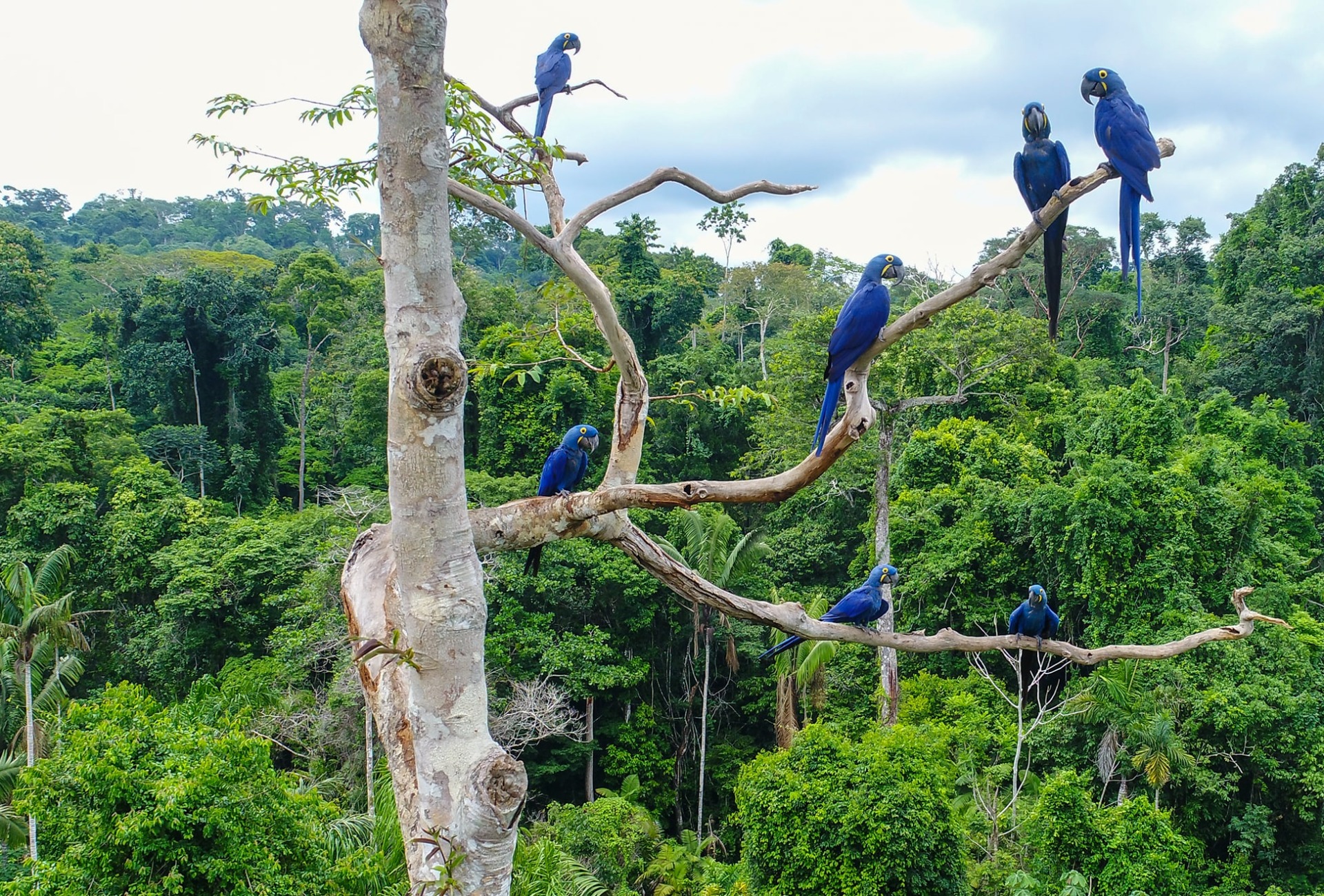 Brazil Rainforest Invitatino When Is The Best Time To Visit The Amazon Brazil Rainforest Invitatino When Is The Best Time To Visit The Amazon