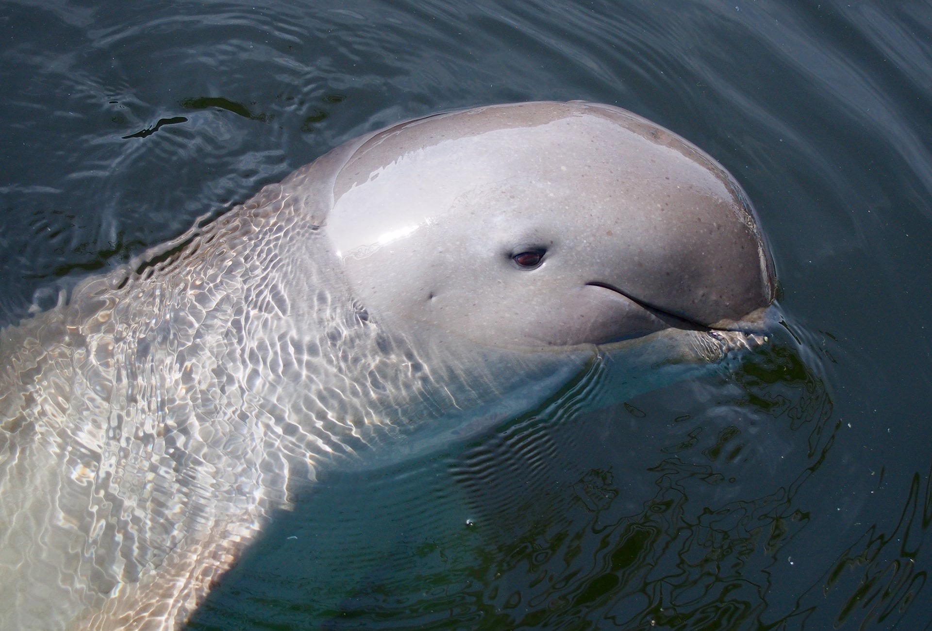 Irrawaddy Dolphin, by Na-Me